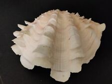 Conchiglia shell tridacna usato  Piombino