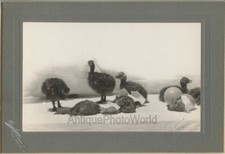 Newborn ostrich chicks for sale  Scranton