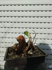 Bonsai prunus laurocerasus usato  Spedire a Italy