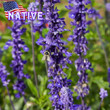 Salvia blue sage for sale  Aspers