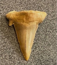 Rare large fossilised for sale  WEST MOLESEY