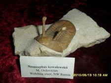 Fossilien seeigel trilobiten gebraucht kaufen  Rickling