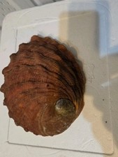 Red abalone shell for sale  Fort Myers