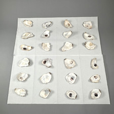 Oyster shells lot for sale  Pawleys Island