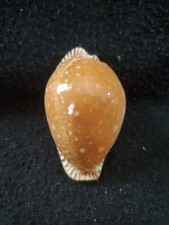 Perisserosa guttata azumai for sale  Raleigh