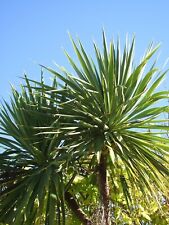 Cabbage palm cordyline for sale  GREENOCK