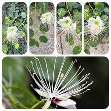 Kapernstrauch capparis spinosa gebraucht kaufen  Bayreuth