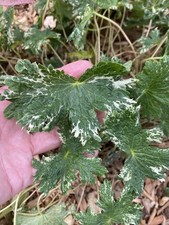 Geranium lukka gebraucht kaufen  Ludwigsfelde