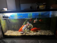 Fish thank 240 for sale  NEWARK