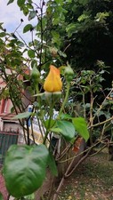 Graines rosier jaune d'occasion  Neuilly-sur-Marne