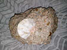 Clam fossil matrix for sale  Great Bend