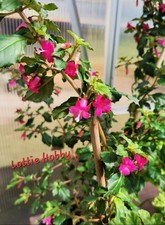 Fuchsie fuchsien lottie gebraucht kaufen  Naila