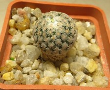 Pelecyphora valdesiana root for sale  Shipping to United Kingdom