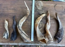 Gedrehte hörner schaf gebraucht kaufen Gedrehte hörner schaf gebraucht kaufen  Obersontheim