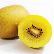 Golden kiwi fruit for sale  Red Lion