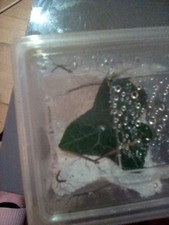 Indian stick insects for sale  KILWINNING