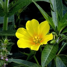 Creeping primrose marginal for sale  Lumberton