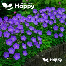 Tussock bellflower blue for sale  DONCASTER
