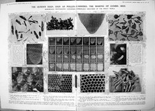 Old making honeycombs for sale  UK