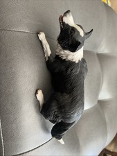 Border collie ceramic for sale  ASHFORD