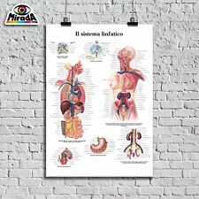 Lymphatic system wellness d'occasion  Expédié en Belgium