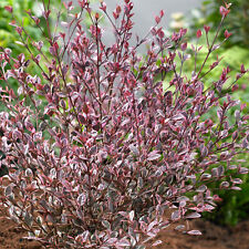 Lophomyrtus magic dragon for sale  UK