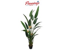 Amerique gorgeous tropical for sale  Taylors
