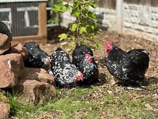 Black mottled pekin for sale  SHIFNAL