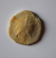 Oursin fossile proescutella d'occasion  Saint-Just-de-Claix