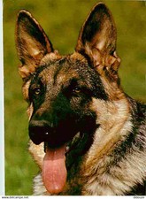 Animals dogs german d'occasion  Expédié en Belgium