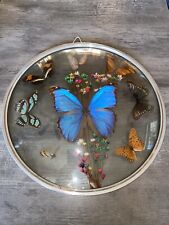 Vintage butterfly taxidermy for sale  Bordentown