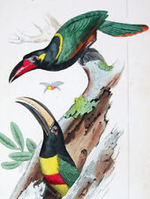 1836 pauquet dipinto usato 1836 pauquet dipinto usato  Urbino