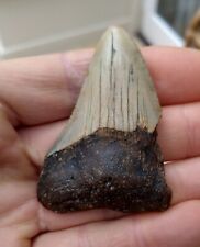 Megalodon tooth 2.45 for sale  BURGESS HILL