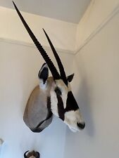 Large mounted head for sale  CARDIFF