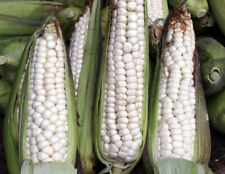 Cacahuazintle white corn for sale  Melbourne