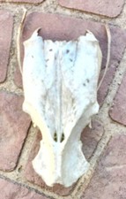 Animal bones nature for sale  Carroll