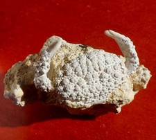 Crabe fossile miocène d'occasion  Cuxac-d'Aude