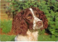 Animaux chiens epagneul d'occasion  Fruges