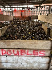 Scaffolding scaffold fitting for sale  HULL