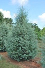 Carolina sapphire arizona for sale  Pelzer