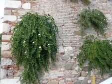 Pianta cappero resistente usato  Pontinia