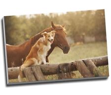 Red border collie for sale  LONDON