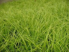 Carex everillo sedge for sale  Statesboro