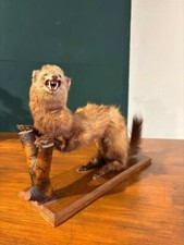 taxidermy cat for sale  WREXHAM