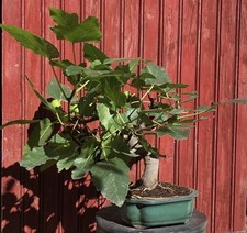 Bonsaï figuier. ficus d'occasion Bonsaï figuier. ficus d'occasion  Cuges-les-Pins
