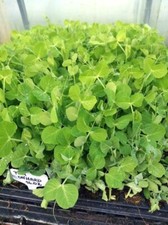 Pea plug plants for sale  NOTTINGHAM