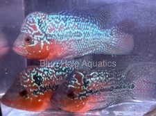 Flowerhorn super red for sale  Naples