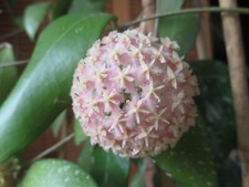 Hoya erythrostemma cotton gebraucht kaufen  Seifhennersdorf