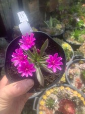 Lewisia little raspberry for sale  PENZANCE