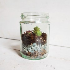7.5cm diy terrarium for sale  OLDHAM